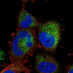 ATP11A Antibody, Novus Biologicals 0.1mL; Unlabeled:Antibodies, Polyclonal